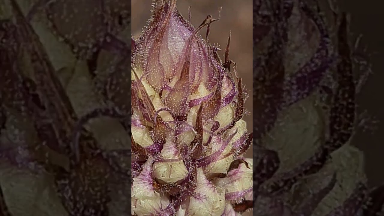 עלקת חרוקה Orobanche crenata