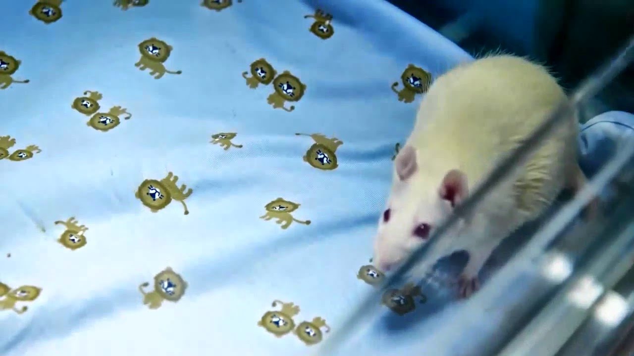 Containment Lab Rat Scene - YouTube