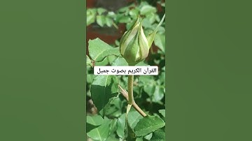 القرآن الكريم بصوت جميل #عبدالعزيز_سحيم #القران_الكريم #اكسبلور #تيك_توك #المصحف #لايك #راحة_نفسية