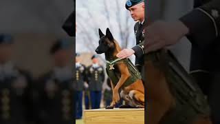 This Military K9 Stole the Entire Ceremony 😱🐾 #army #trending #military #youtubeshorts #mwds #mwd