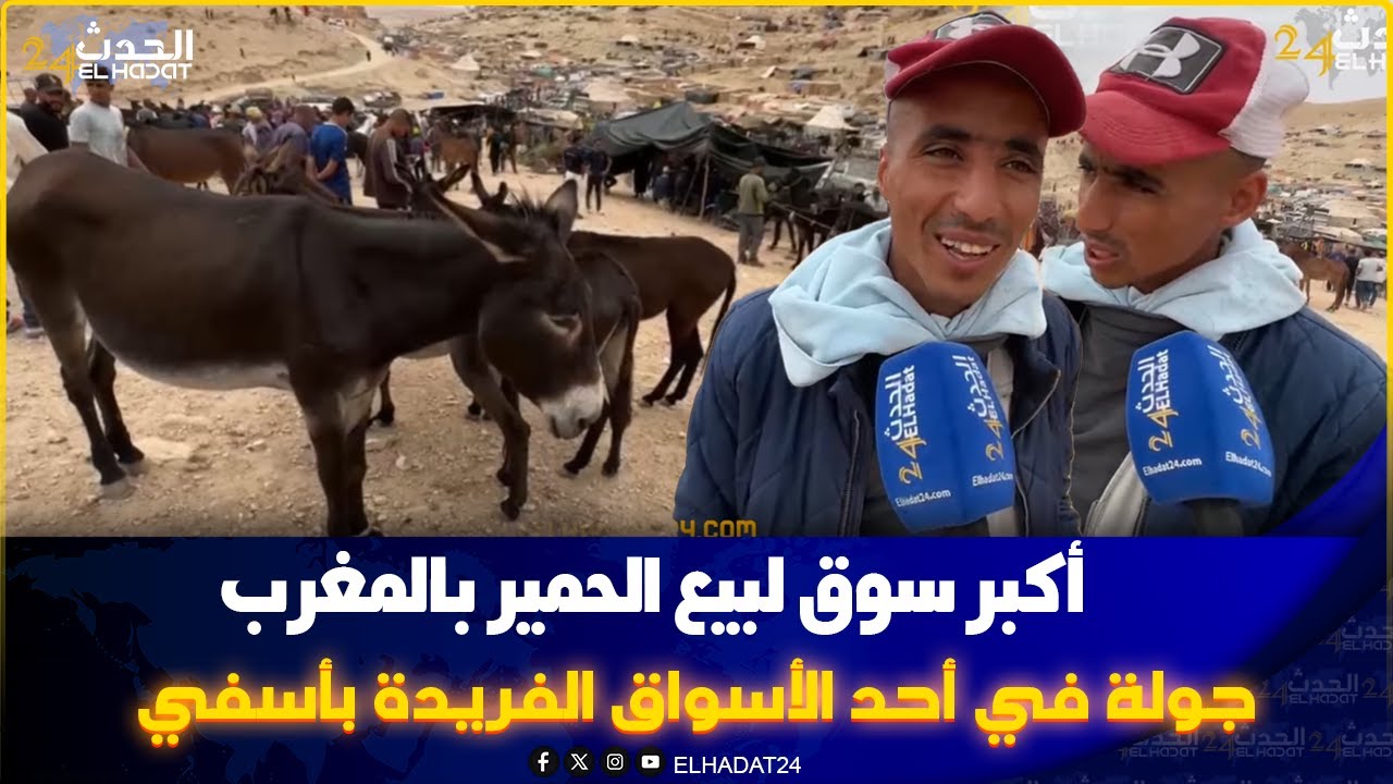 تفاصيل حصرية.. جولة في أشهر سوق لبيع الحمير بإقليم آسفي.