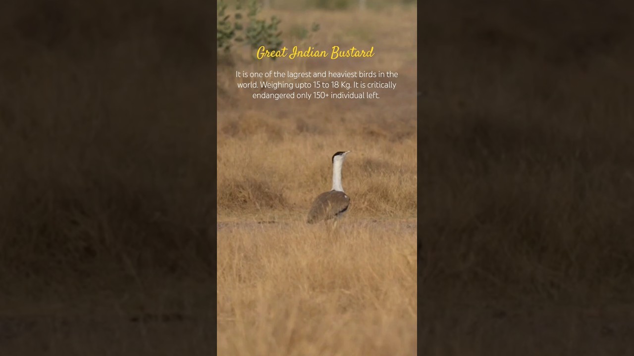 See it before it's gone : Great Indian Bustard 