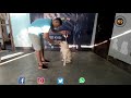 LABRADIR RETRIEVER PUPPY TRAINING BASIC OBEDIENCE | K9 ACADEMY | GUWAHATI ASSAM INDIA