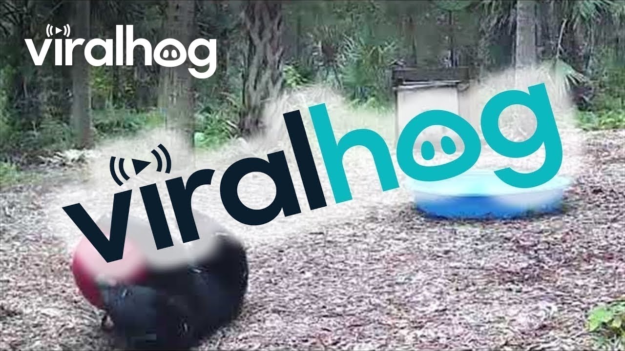 Bear Cub Loves Ball and Pool || ViralHog - YouTube