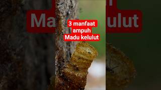 not Just Ordinary Honey These Are The Amazing Benefits Of Kelulut Honey That Are Rarely Known