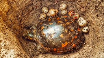 Amazing Turtle trap- smart boy make Deep Hole turtle trap work 100%