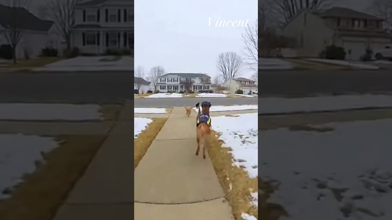 Police Dog Raids a Cat’s House… Then Discovers the Real Thieves