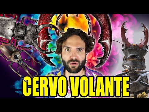 Video: Un cervo volante può riprodursi?