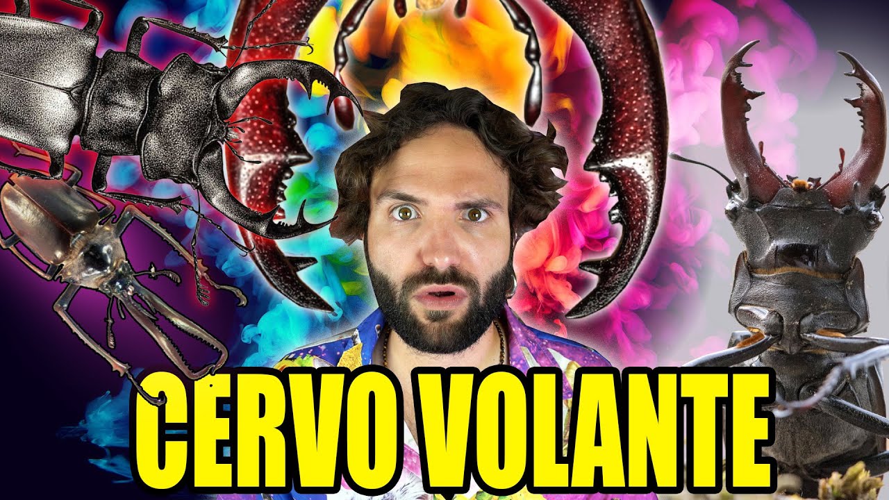 CERVO VOLANTE cavaliere cafone - SCIENZA BRUTTA