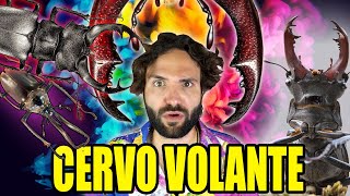 CERVO VOLANTE cavaliere cafone - SCIENZA BRUTTA