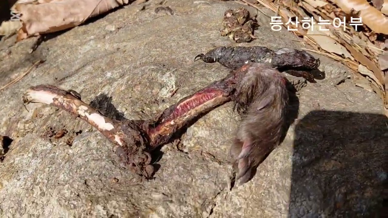 대형고양이과의 소행? 토종벌 벌통놓다가 덜덜~~~