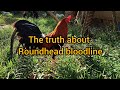 History of roundhead  the truth about roundhead bloodline