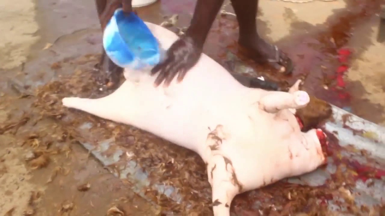 killing for living