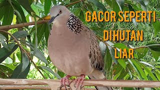 suara burung tekukur gacor asli seperti di alam liar‼️