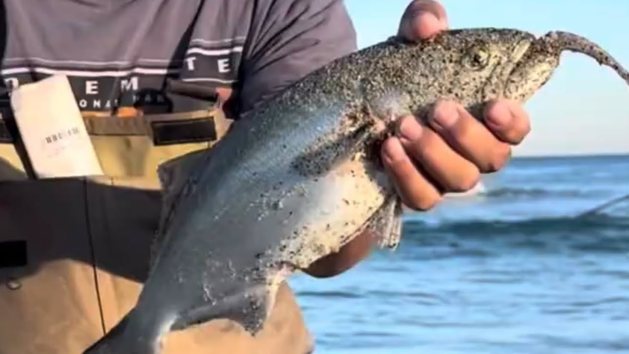 Песка-де-луфиш-эн-куре на пляже Каролина-дель-Норте