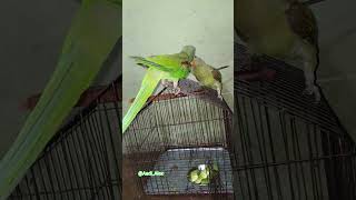 Mithu ki masti.....🥰🥰🦜🦜🦜😂 #parrotlovers #nonstoptalkingparrot #cuteparrot #funnyparrot #alexander