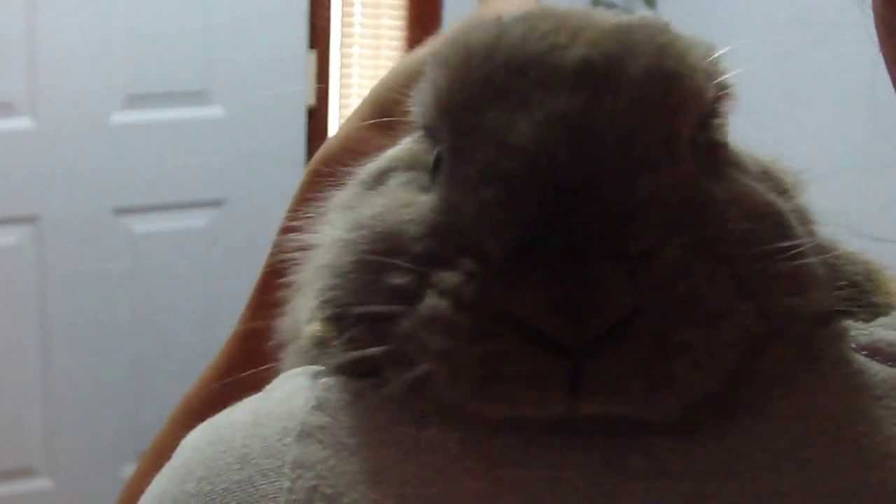 Storm the rabbit on Noi's shoulder and Jason shows his clay creation 02 ...