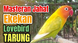 Masteran Lovebird Ngekek Panjang_Egektif Memamcing Emosi Bunyi_Semua Labet Ikut Ngelek