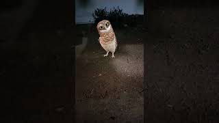 Ullu Dance