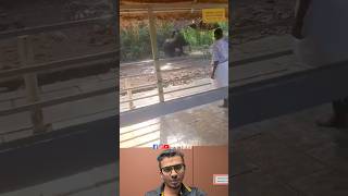 കൊട്ടിയൂർ ഉത്സവത്തിനു ആന ഇടഞ്ഞു ആളുകൾ ഓടി 🙏 | Reaction Video #kottiyoortemple #elephantattack