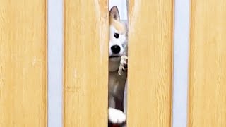 すき間から目が合うと高速ぶつかり稽古を挑んでくる柴犬