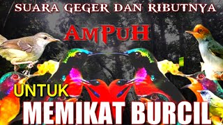 Download Lagu Mau Mikat Burcil??Gunakan Suara pikat Burcil Ribut Yang Satu Ini Di Jamin Ampuh!! MP3