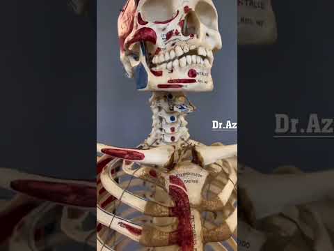 العظم اللامي ماهى وكيف يموت الإنسان إذا كسرت   