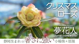 温暖地育ちの夏に強いクリスマスローズ！】ナーセリー「夢花人」さんの