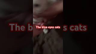 shortsyoutube short shortsviral shorts short shorts cat cats kitten pets fun