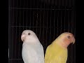 Latest lovebirds variety  albinio red eye  lotino  blue pasnata  my nabeel tv