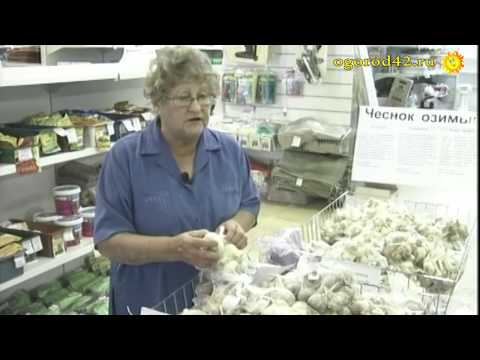 Какой чеснок -