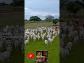 Chamado da Boiada Nelore 🐂🐮🤠👍 #somodao #SóprosBrutos26#shortsvideo #shortsfeed #shorts#musica #agro