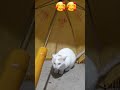 sudu boleee...😻😻😻 #funnykittens #funnyvideo #cute #cat