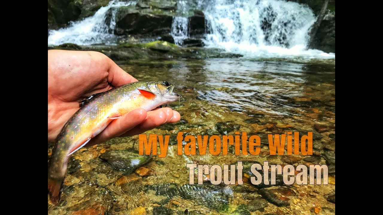 My Favorite Small Stream North Ga Wild Trout YouTube