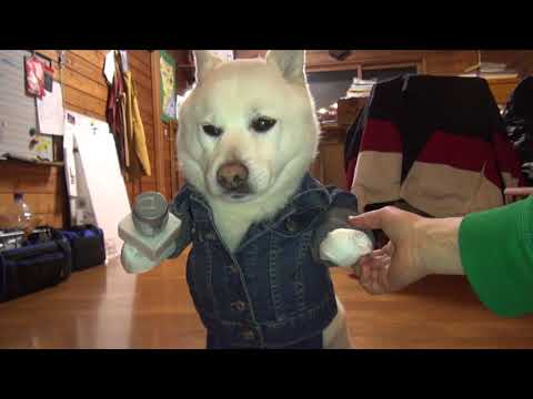 マイクを持ってる犬