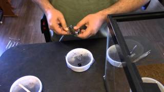 Unboxing Cobalt Blue Tarantula From Backwater Reptiles