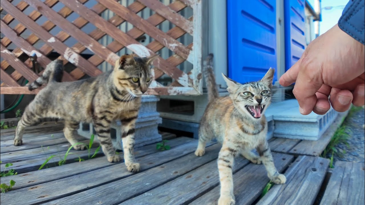 クマ猫と廃墟 Cats living in a mountain village in Japan. - YouTube