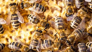 What are killer bees? FOX5 explains the dangers
