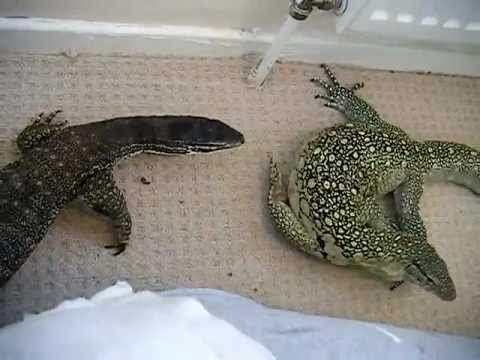 lizard skin grips Nile Meets Argus
