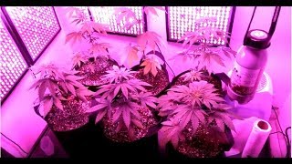 O.C.D. Grower UVA, UVB, Side lighting, TNB Naturals, Bud time  Week 1 Flower