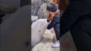 Beluga whale giving kisses😍😍