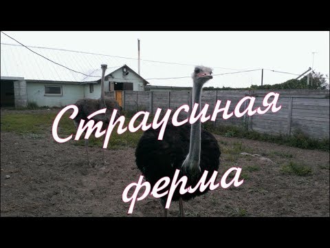 Поездка на страусиную ферму. Город Пермь.
