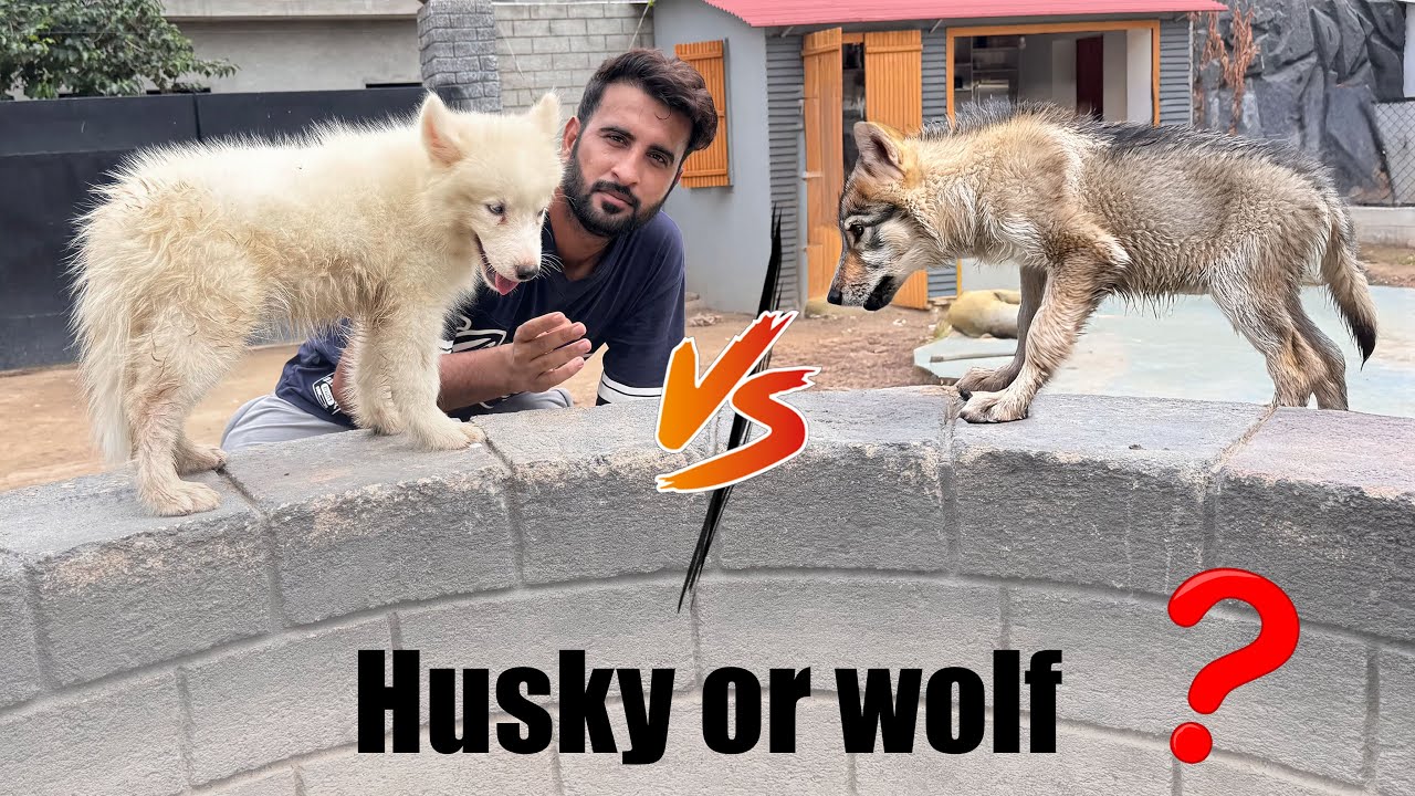 Ye White Wolf Baby Hai Ya Ek Dog?  Aj Pta Chal jae Ga😍