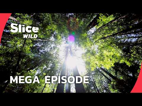 How Plants Conquer, Communicate and Survive I MEGA EPISODE | SLICE WILD