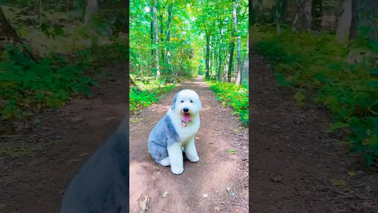 古牧Trixie in Noon Hill Reservation 🌳