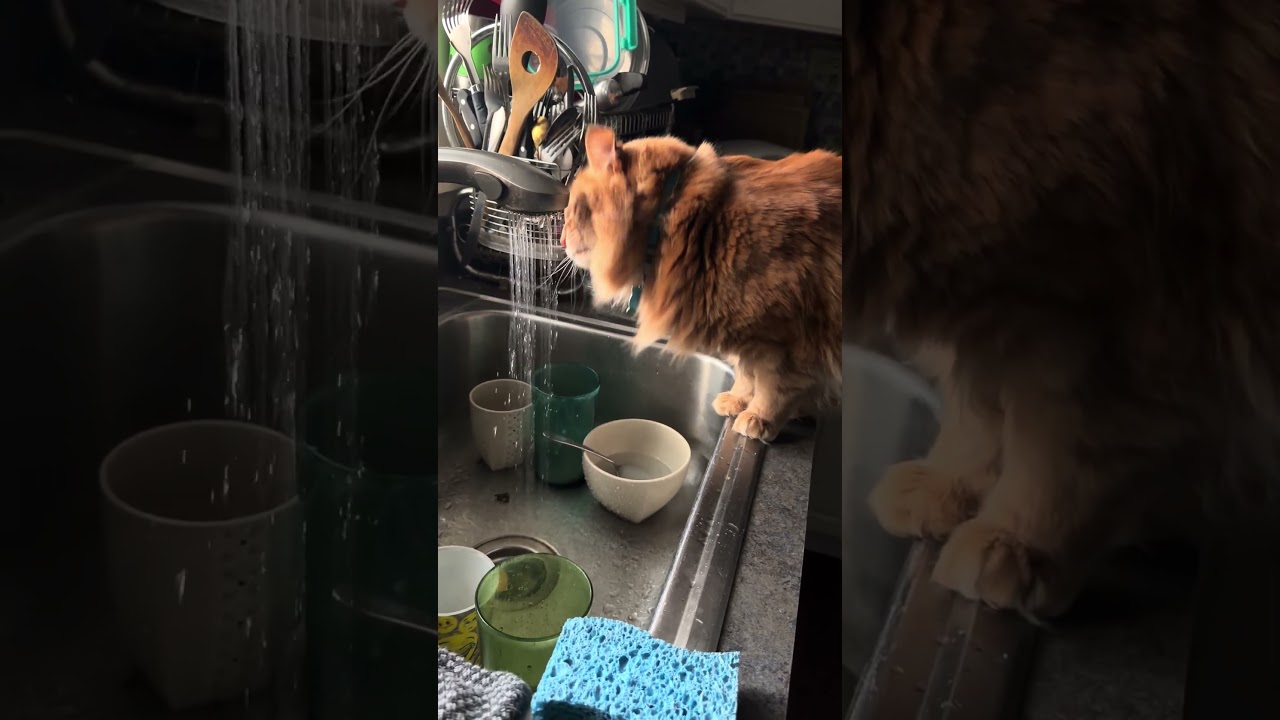 Мокрая лапа