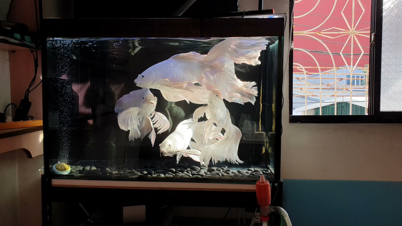 白金蝴蝶龍鯉 11/1記錄