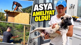 🐕 Asya Ameliyat Oldu! Odunluk ve Koyun Bariyeri Tamam 🐏