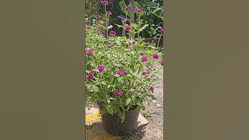 CÚC BÁCH NHẬT #gardening #cucbachnhat  #cucnutao #leegarden