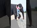 See how a big elephant is helping a beautiful girl. #elephant #trending #shorts #viral #video